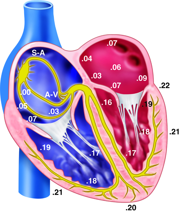 numbers indicating muscle excitation after S-A impulse