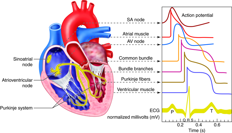 waveforms of electrical signals associated with different parts of the heart