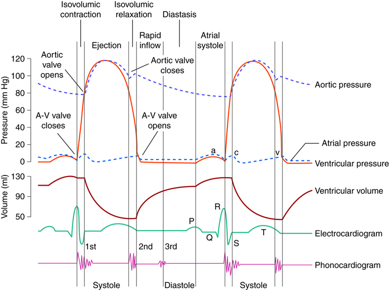 graph of pressure and volume changes during cardiac cycle