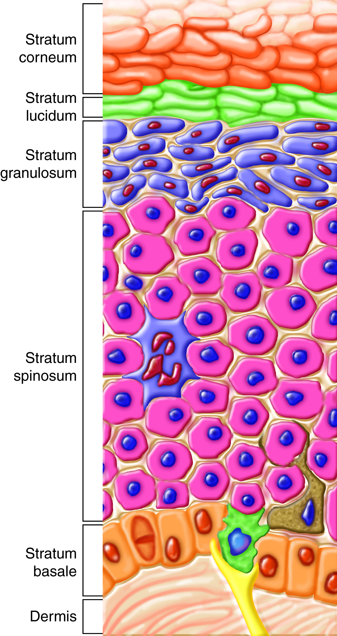 diagram detailing all the layers of the epidermis of the inegumentary system.