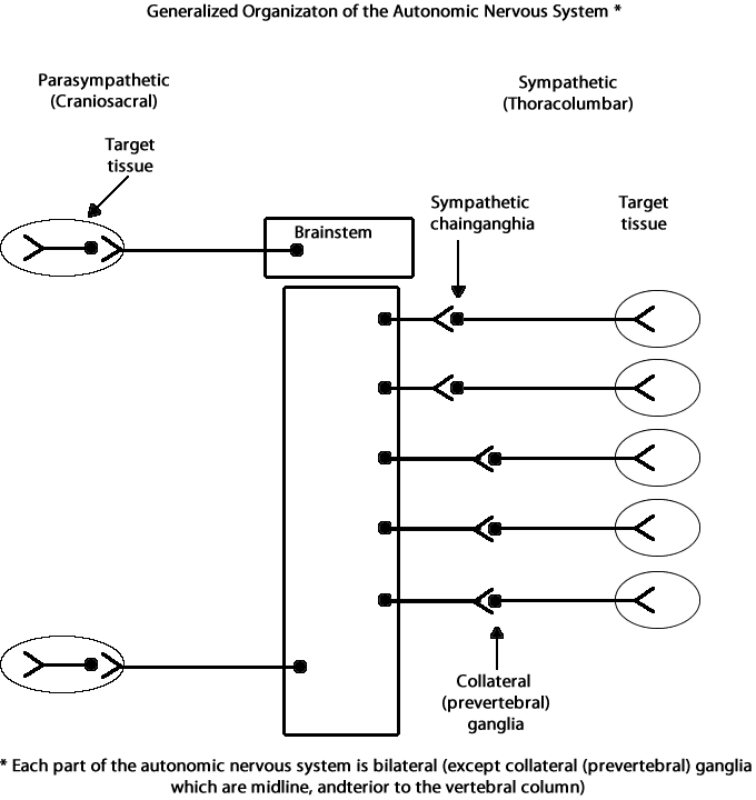 Generalized organization of the ANS showing that each part of the ANS is bilateral.