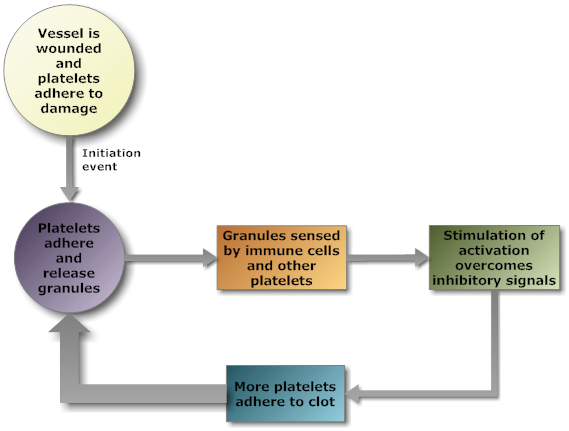 graphical represention of the bloodclot feedback loop.