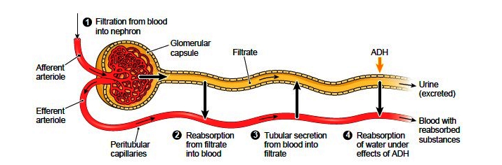 filtration summary