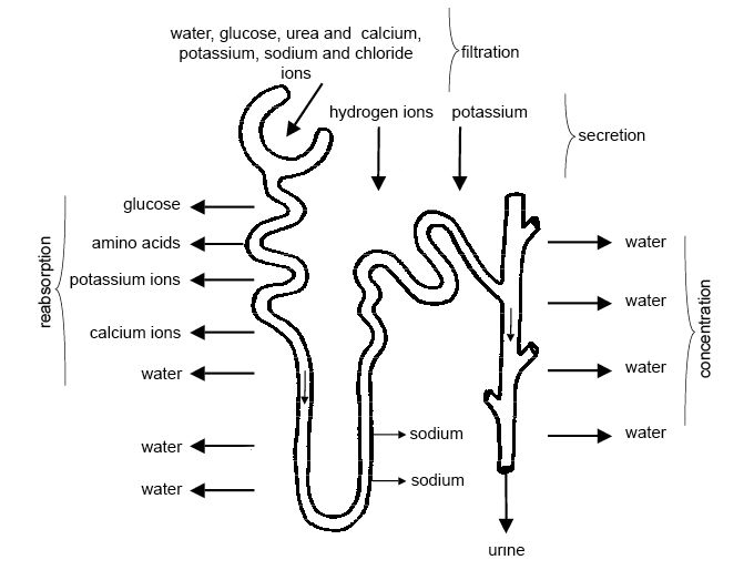 tubular cells