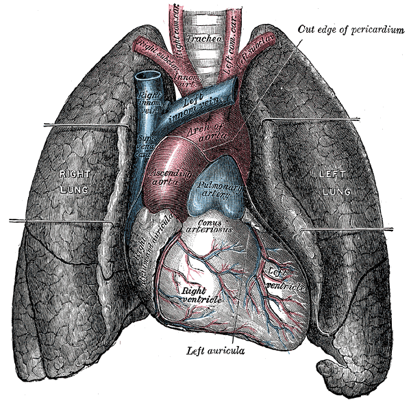 heart and lungs