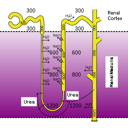 hypertonic urine