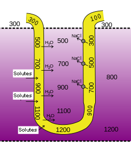 hypertonic urine