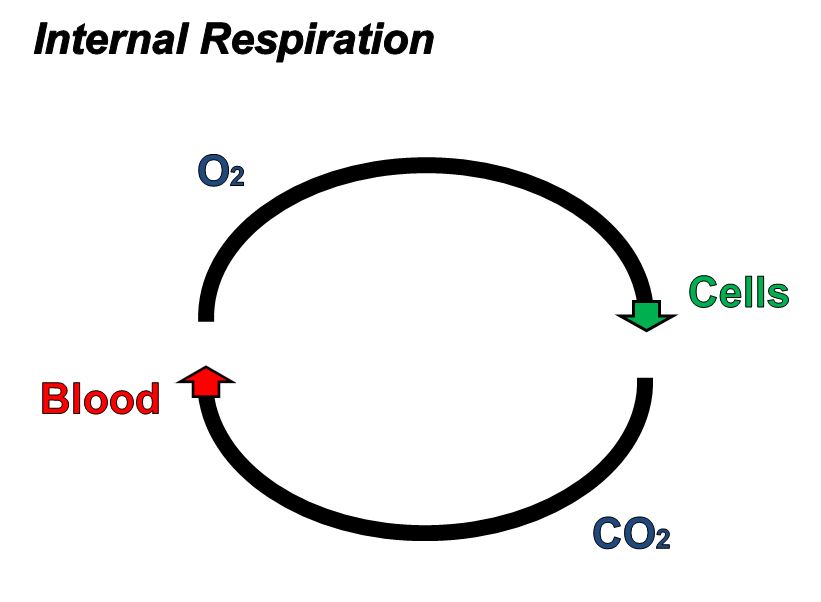 diagram illustrating circle of blood feeding o2 to cells and disposing of co2