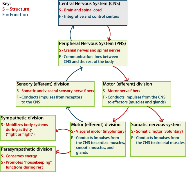 A visual representation of the central nervous system and its divisions