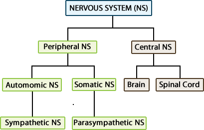 A visual representation of the nervous system, how it is divided into a Peripheral NS and Central NS and from there.