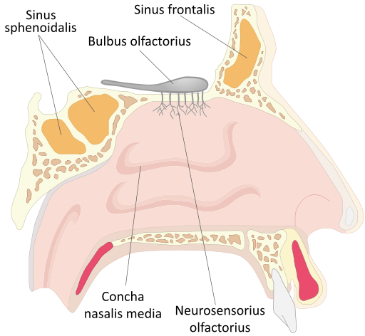 diagram of nose