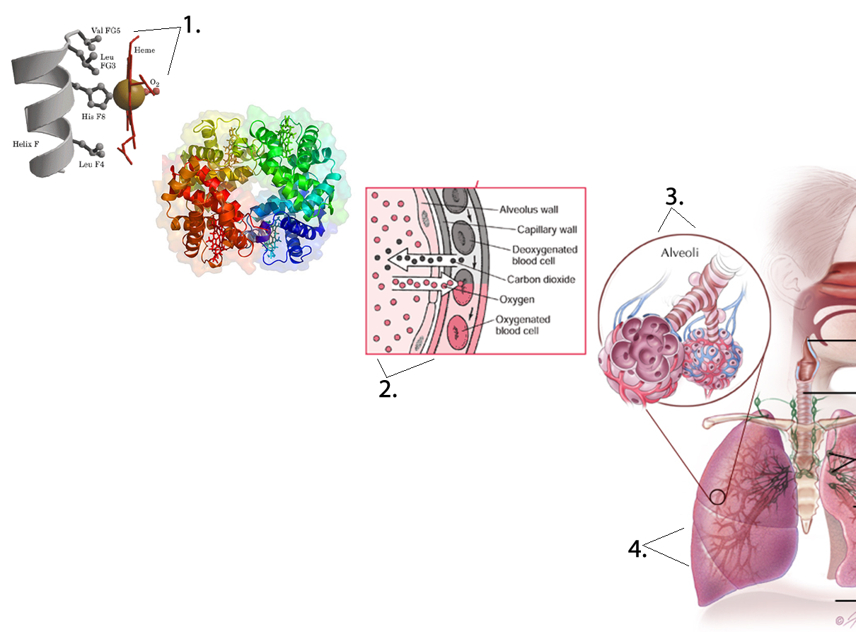 four respiratory processes