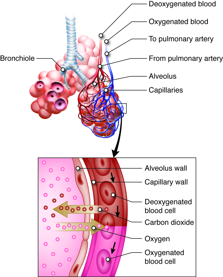 bronchiole and expiration of deoxygenated blood cell