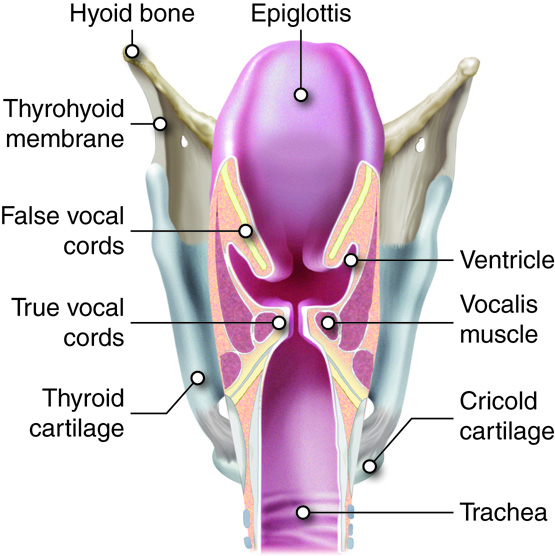 detail of larynx