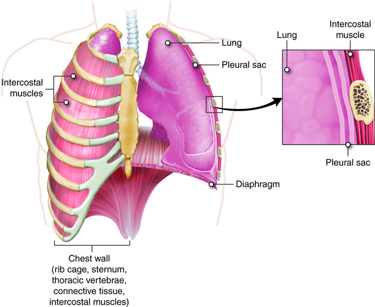 lungs, close up pleural sac