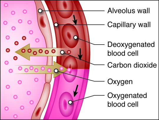 close up illustration of deoxgynated blood cells in external respiration process