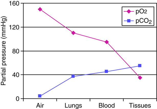 graph of partial pressure for air,lungs, blood and tissues