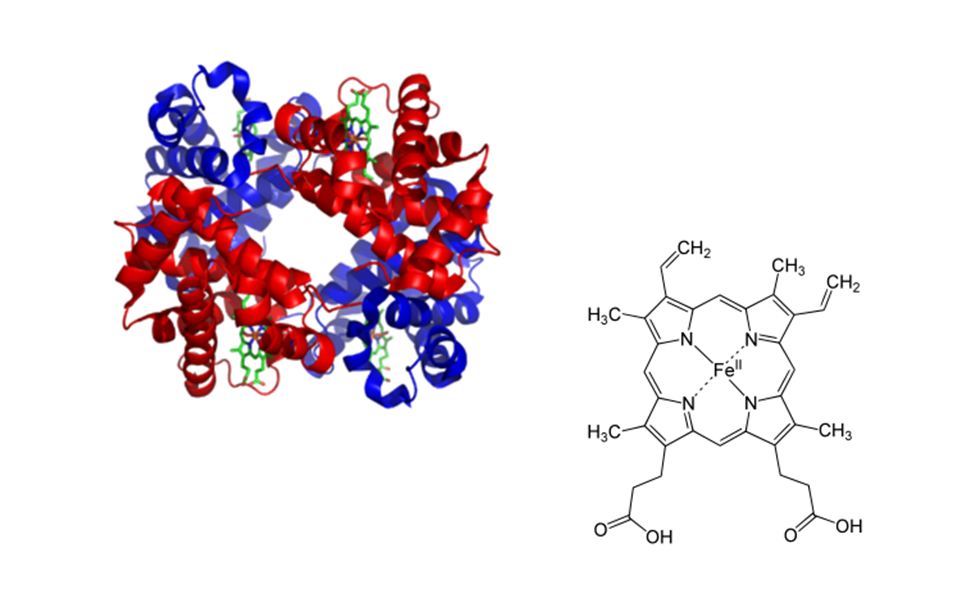 hemoglobin molecule