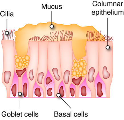 illustration of epithelial cell types