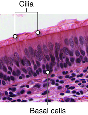 illustration detail of cilia cells