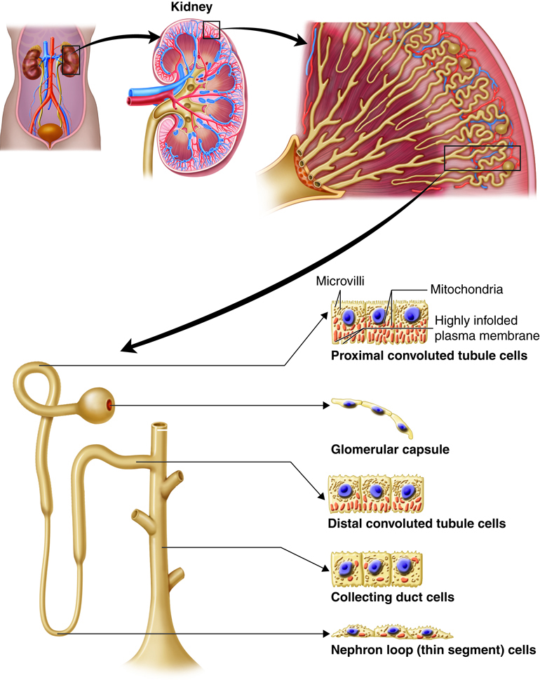 reabsorption and secretion, detail of tubules