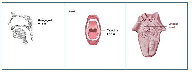 pharyngeal, platine and lingual tonsils