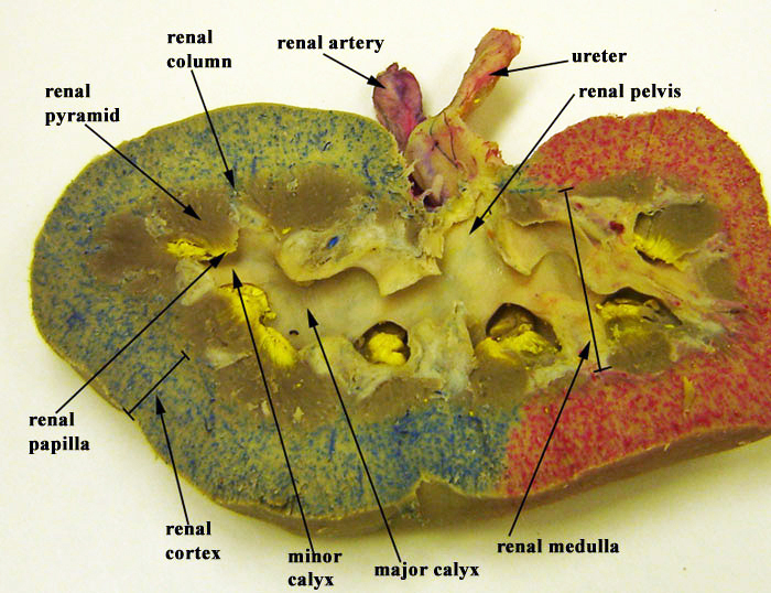 detailed cross section of kidney