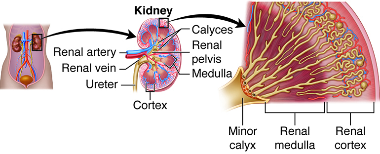 internal structure of kidney