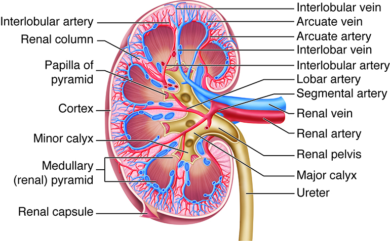 detailed cross section of kidney arteries and veins