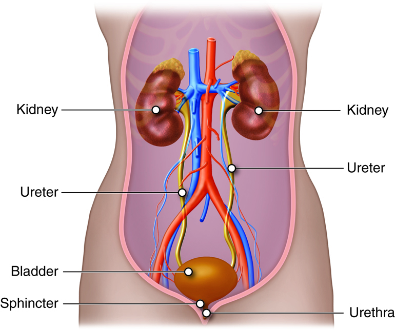 inside look at human body with kidney