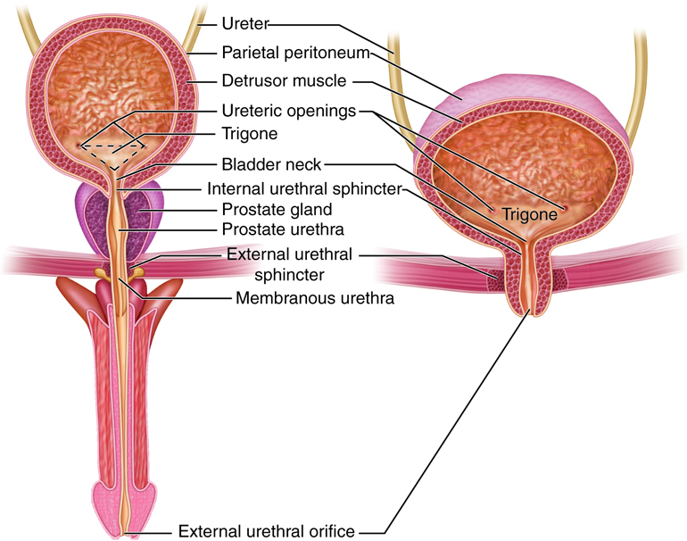 cross section of male and female urethra