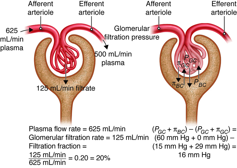 glomerular filtration process