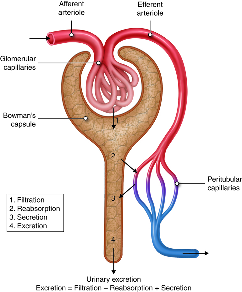 excretion= filtration, reabsorption and secretion