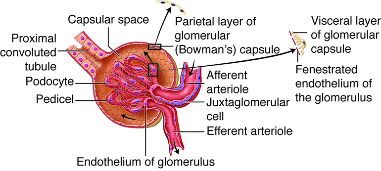 detail of glomerulus