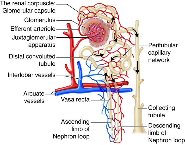 detail of tubules