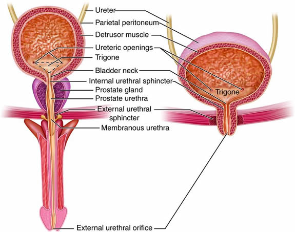 diagram of the male and female urinary system.