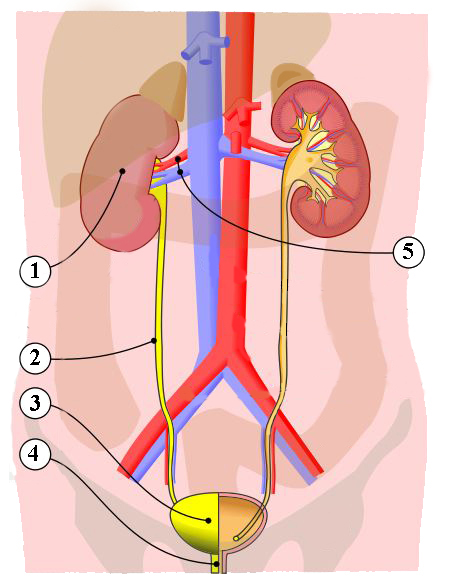 internal urinary anatomy